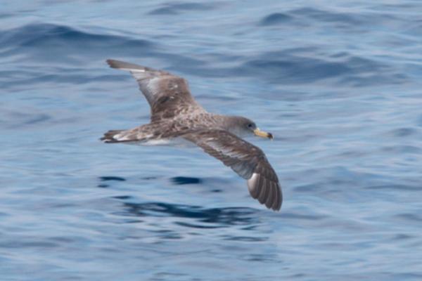 Types of Mediterranean Seabirds - Scopoli's shearwater
