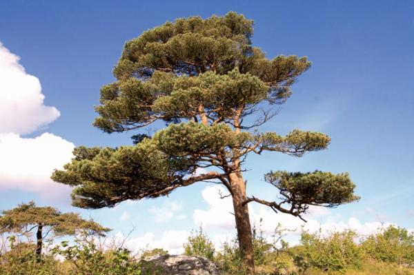 Different Types of Pine Trees - Scots pine (Pinus sylvestris)