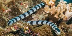 Sea Snakes - Characteristics and Examples