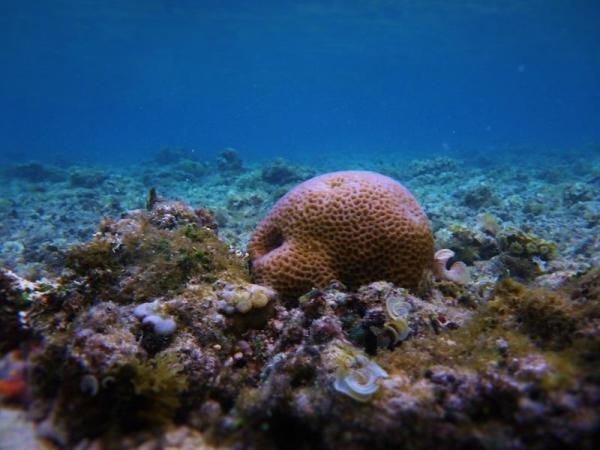 Invertebrate Animals - Examples and Characteristics - Sea sponges