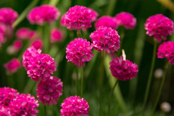 What Are Perennial Plants? - Sea thrift (Armeria maritima)