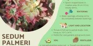 Sedum Palmeri or Palmer’s Sedum Care Guide
