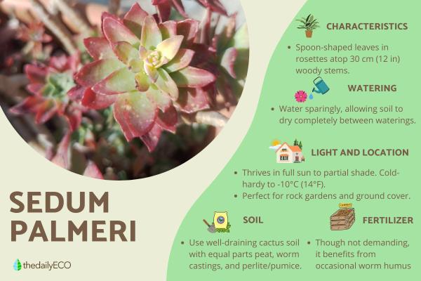 Sedum Palmeri or Palmer’s Sedum Care Guide