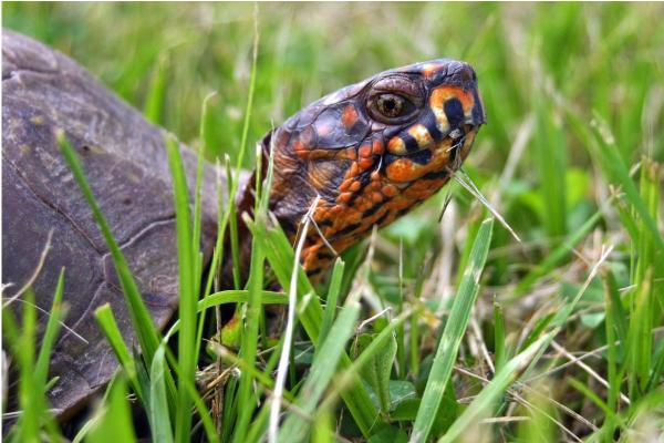 Parts of a Turtle - Sense organs