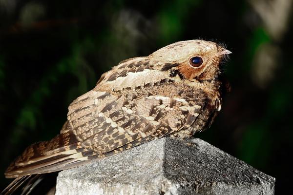What Do Feathers Do? - 7 Functions & Benefits for Birds - Sensory