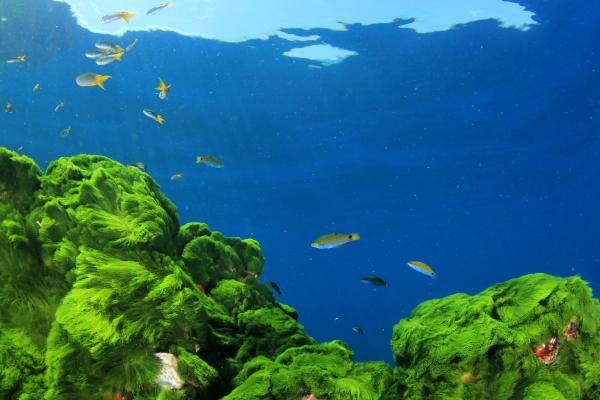 How Does an Algae Reproduce? - Sexual reproduction of algae