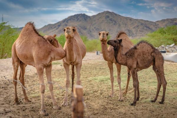 What Is the Difference between Camels and Dromedaries? - Shared characteristics of camels and dromedaries