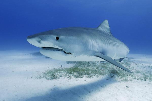 What Are 10 Facts About Sharks? - Sharks don't have bones