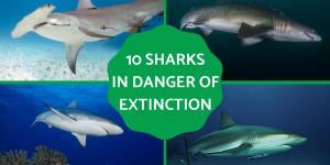 Sharks in Danger of Extinction