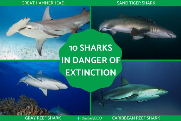 Sharks in Danger of Extinction
