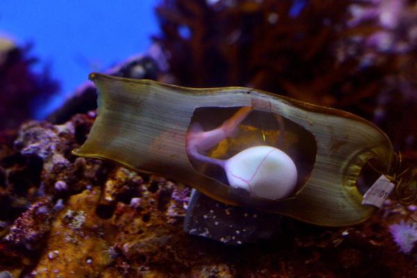 What Are 10 Facts About Sharks? - Sharks make babies in three different ways
