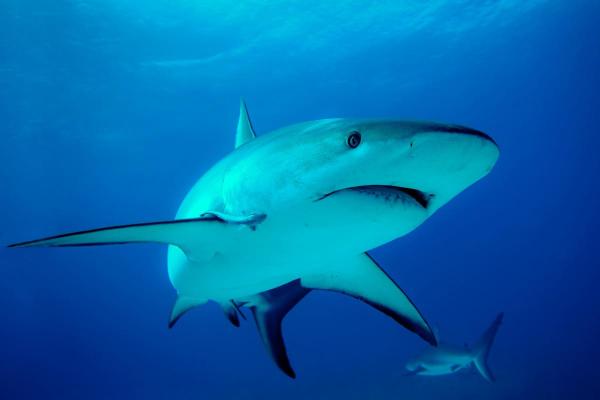 What Are 10 Facts About Sharks? - Sharks must swim to stay alive