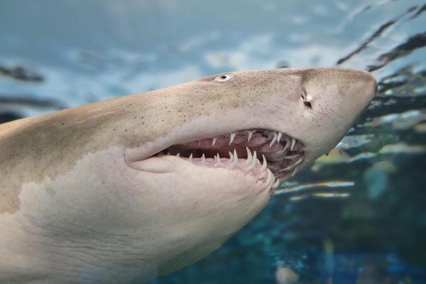 What Are 10 Facts About Sharks? - Sharks never run out of teeth