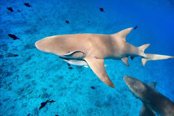 What Are 10 Facts About Sharks? - Sharks swim like natural torpedoes