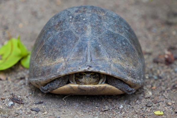 Parts of a Turtle - Shell