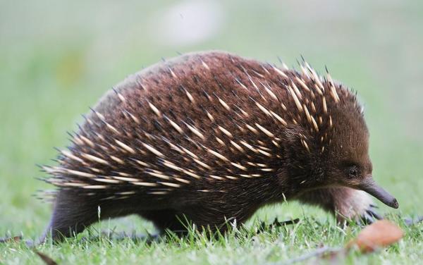 What Animals Eat Ants? - Short-beaked echidna