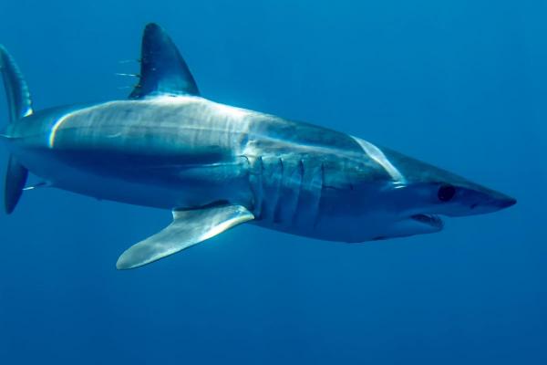 Sharks in Danger of Extinction - Shortfin mako shark (Isurus oxyrinchus)