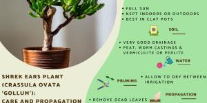 Shrek Ears Plant - Caring for Crassula Ovata ‘Gollum’