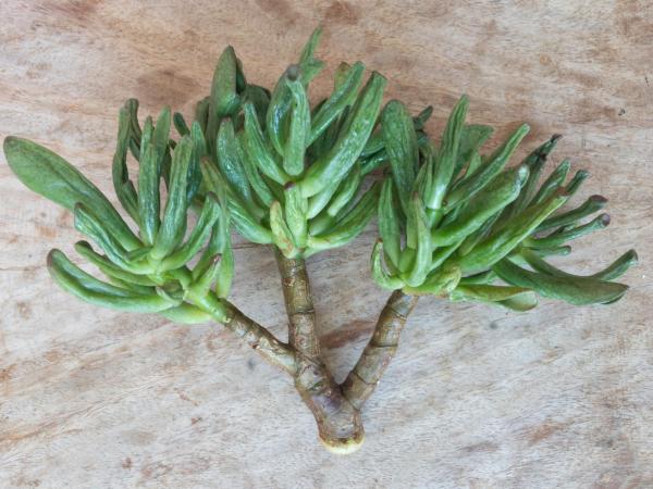 Shrek Ears Plant - Caring for Crassula Ovata ‘Gollum’ - Shrek ears plant watering