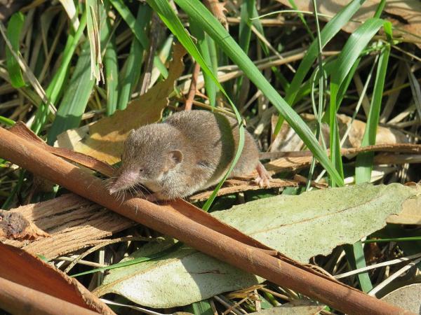 What Is Echolocation and What Animals Use It? - Shrews