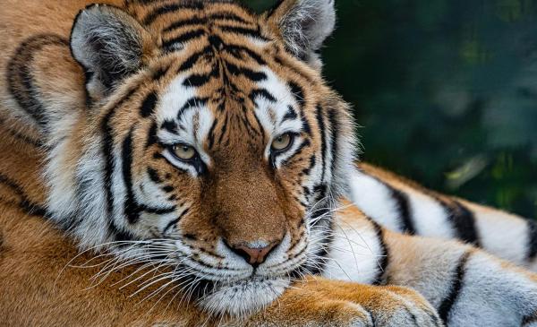 Different Types of Tigers - Living and Extinct Subspecies - Siberian Tiger