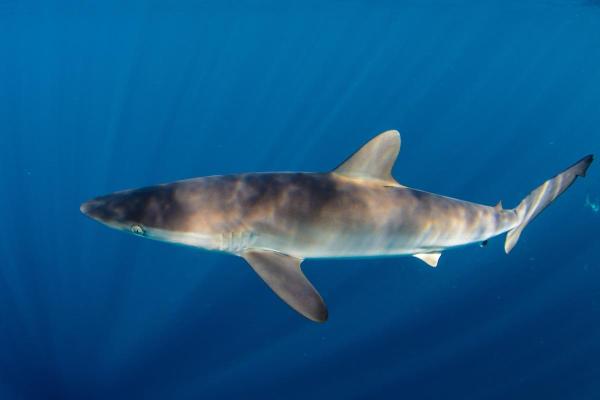 What Is a Pelagic Fish? - Silky shark