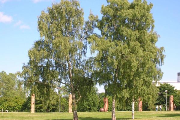 Types of Spanish Trees - With Photos - Silver birch (Betula pendula)