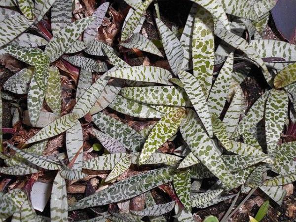 Plants With Colorful Leaves - Bright Foliage Plants - Silver quill (Ledebouria socialis)