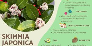 Skimmia Japonica Care Guide