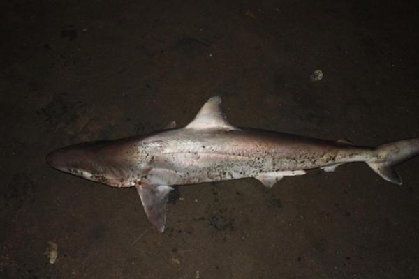Sharks in Danger of Extinction - Smalltail shark (Carcharhinus porosus)