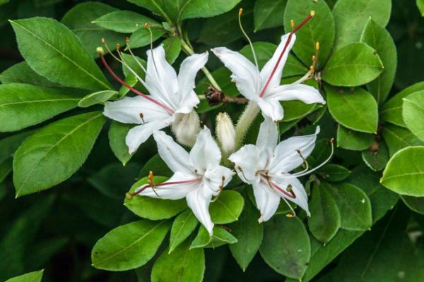 Aazlea Bush Types - Different Kinds of Azaleas - Smooth azalea