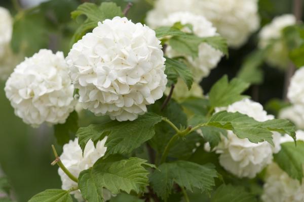 What Are the Different Types of Hydrangeas? - Smooth hydrangea (Hydrangea arborescens)