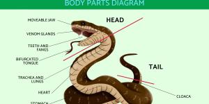 Snake Anatomy - Parts of a Snake