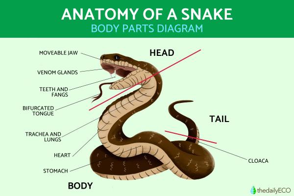 Snake Anatomy - Parts of a Snake