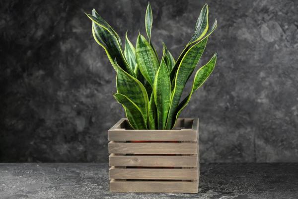 Best Plants for Dark Rooms - Snake plant (Dracaena trifasciata)