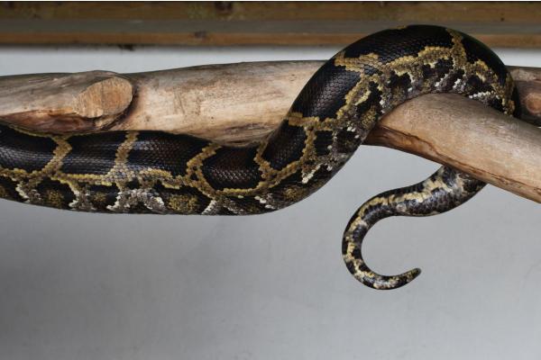 Snake Anatomy - Parts of a Snake - Snake tail