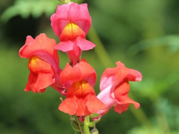 Low Maintenance Plants for Full Sun Gardens - Snapdragon