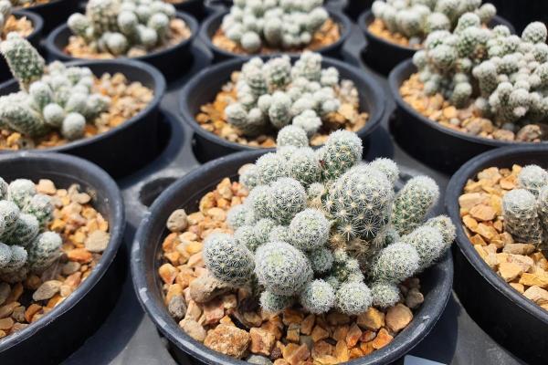 Types of Small Cactus Plants for Pots - Sneed's pincushion cactus (Escobaria sneedii)