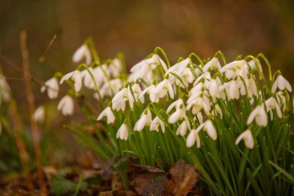 Best Shrubs to Plant in Fall - Snowdrops or galanthus (Galanthus nivalis)