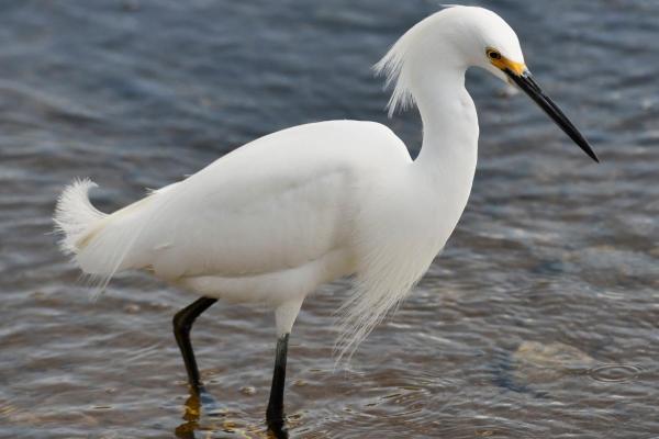 Types of Heron Birds - Snowy egret