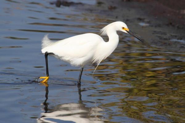 Types of Wading Birds - Snowy egret (Egretta thula)