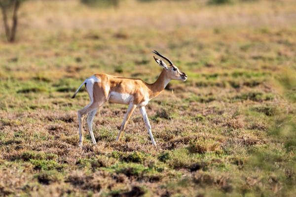 Different Gazelle Species - Soemmerring's gazelle (Nanger soemmerringii)