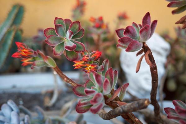 Echeveria Pulvinata Care - Frosty, Ruby and Other Types - Soil and compost for Echeveria pulvinata
