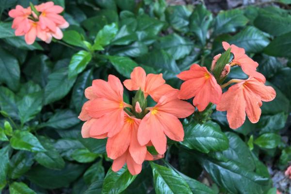 Firecracker Plant Care Guide - Soil and fertilizer for firecracker plants