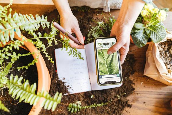How to Care for Indoor Ferns - Soil and fertilizer for indoor ferns