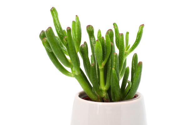 Shrek Ears Plant - Caring for Crassula Ovata ‘Gollum’ - Soil and fertilizer for Shrek ear plants