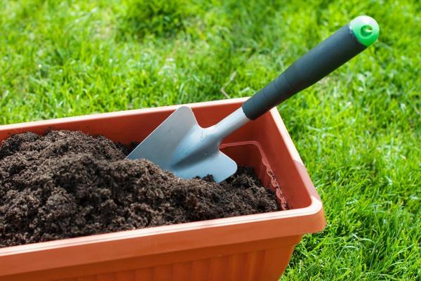 Caring for Vinca Plants - Soil and fertilizer for vinca plants