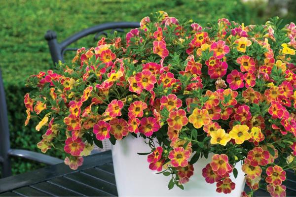 Beginner’s Guide to Calibrachoa or Million Bells - Soil and fertilizer requirements