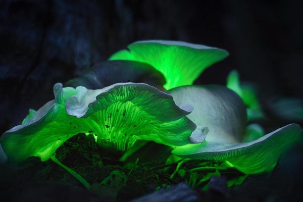 10 Fun Fungi Facts - Some mushrooms glow in the dark