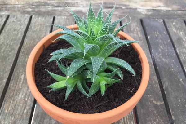 When to Repot Plants - Some tips on successfully repotting a plant